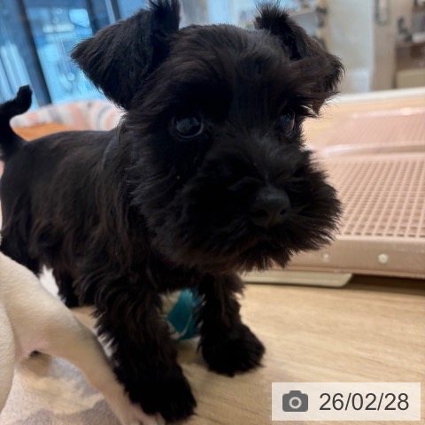 神奈川県のミニチュアシュナウザー (ペットプラス ゆめが丘ソラトス店/2025年12月28日生まれ/男の子/ブラック)の子犬の3枚目の画像