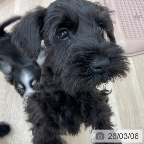 群馬県のミニチュアシュナウザー (ペットプラス イオンモール太田店/2025年12月28日生まれ/男の子/ブラック)の子犬の3枚目の画像