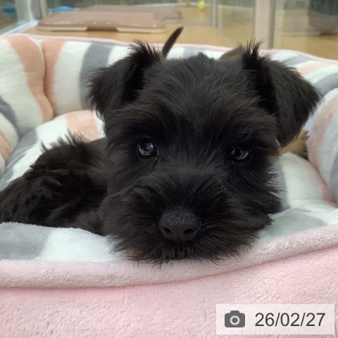 ミニチュア・シュナウザーの写真