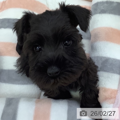 ミニチュア・シュナウザーの写真