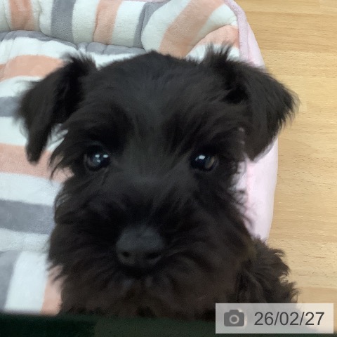 ミニチュア・シュナウザーの写真