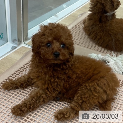 トイ・プードルの写真