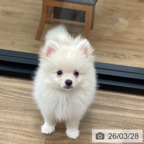 茨城県のポメラニアン (ペッツワン 古河店/2025年12月26日生まれ/男の子/クリーム)の子犬の4枚目の画像
