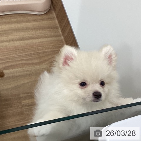 茨城県のポメラニアン (ペッツワン 古河店/2025年12月26日生まれ/男の子/クリーム)の子犬の3枚目の画像