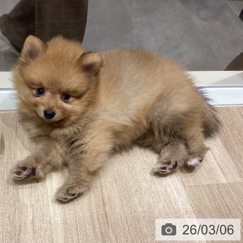 宮城県のポメラニアン (ペットプラス 仙台上杉店/2025年12月26日生まれ/男の子/オレンジ)の子犬の4枚目の画像