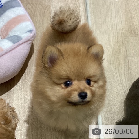 宮城県のポメラニアン (ペットプラス 仙台上杉店/2025年12月26日生まれ/男の子/オレンジ)の子犬の3枚目の画像