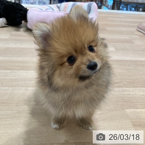 ポメラニアンの写真