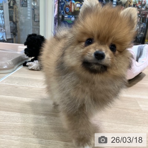 ポメラニアンの写真