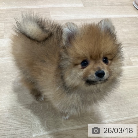 ポメラニアンの写真