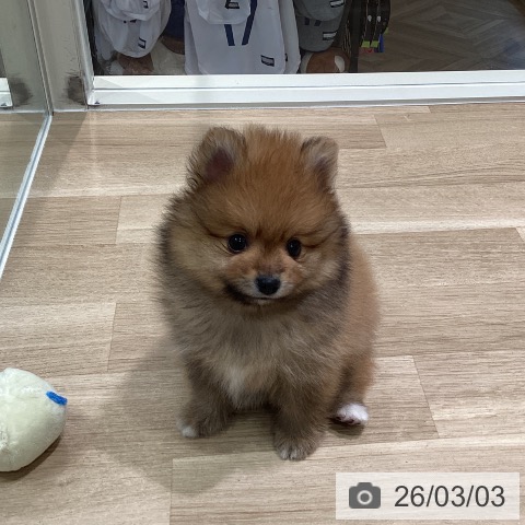 ポメラニアンの写真