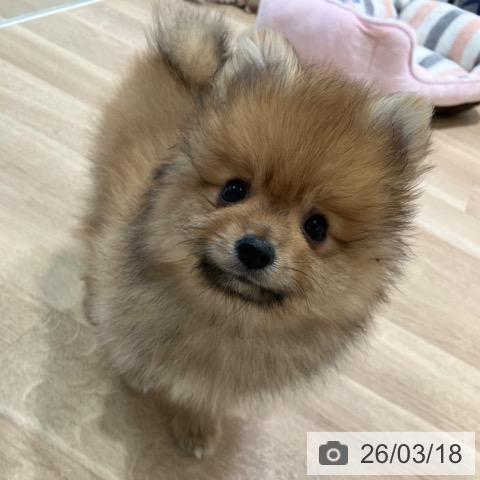神奈川県のポメラニアン (ペットプラス ゆめが丘ソラトス店/2025年12月26日生まれ/男の子/オレンジ)の子犬の4枚目の画像
