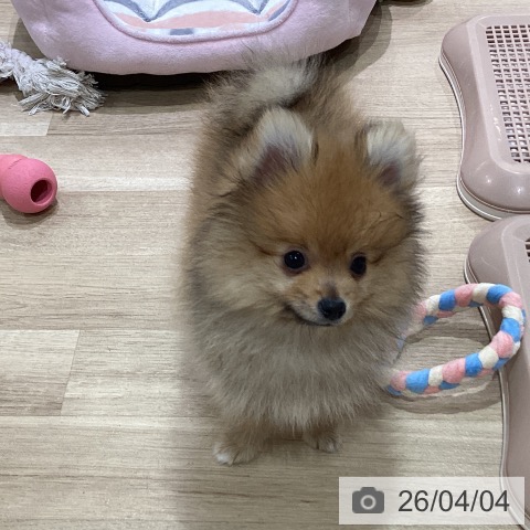 神奈川県のポメラニアン (ペットプラス ゆめが丘ソラトス店/2025年12月26日生まれ/男の子/オレンジ)の子犬の4枚目の画像