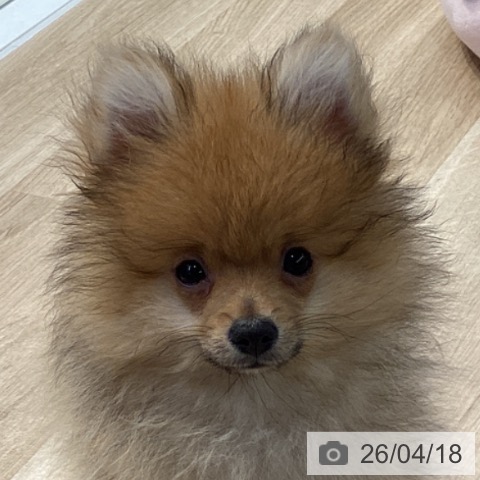 ポメラニアンの写真