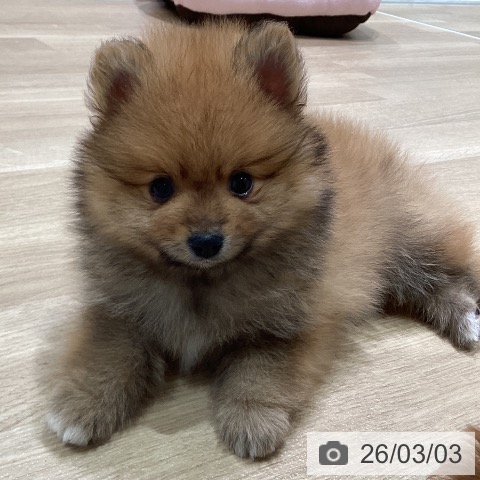 神奈川県のポメラニアン (ペットプラス ゆめが丘ソラトス店/2025年12月26日生まれ/男の子/オレンジ)の子犬の3枚目の画像