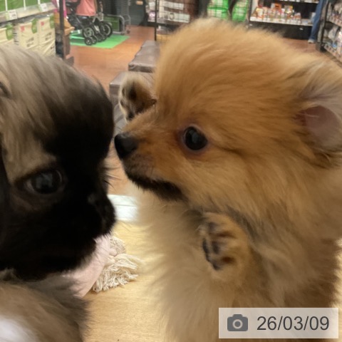 神奈川県のポメラニアン (ペットプラス 湘南平塚店/2025年12月29日生まれ/男の子/オレンジ)の子犬の4枚目の画像