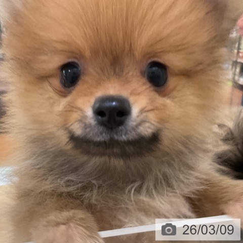 神奈川県のポメラニアン (ペットプラス 湘南平塚店/2025年12月29日生まれ/男の子/オレンジ)の子犬の3枚目の画像