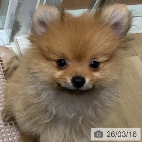 神奈川県のポメラニアン (ペットプラス 湘南平塚店/2025年12月29日生まれ/男の子/オレンジ)の子犬の3枚目の画像