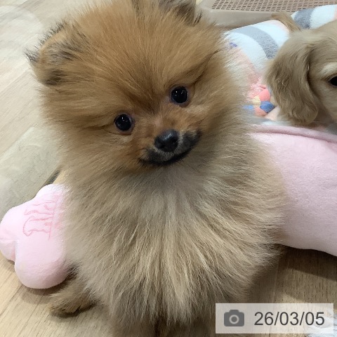 ポメラニアンの写真