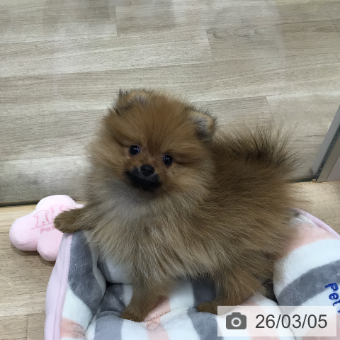 ポメラニアンの写真