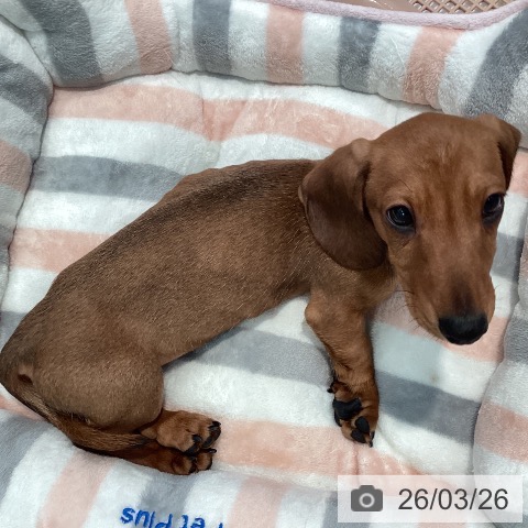 神奈川県のミニチュアダックスフンド(ロング) (ペットプラス 海老名店/2026年1月1日生まれ/男の子/レッド)の子犬の4枚目の画像