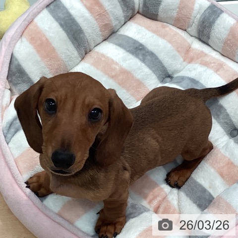 神奈川県のミニチュアダックスフンド(ロング) (ペットプラス 海老名店/2026年1月1日生まれ/男の子/レッド)の子犬の3枚目の画像