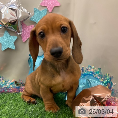 ミニチュア・ダックスフンドの写真