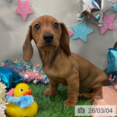 ミニチュア・ダックスフンドの写真