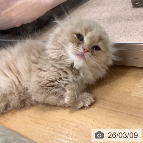 岡山県のスコティッシュフォールド (ペッツワン 岡山南店/2026年1月2日生まれ/女の子/クリームタビー)の子猫の4枚目の画像