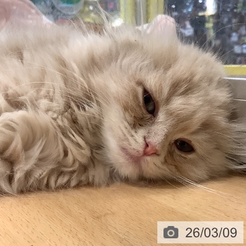 岡山県のスコティッシュフォールド (ペッツワン 岡山南店/2026年1月2日生まれ/女の子/クリームタビー)の子猫の3枚目の画像