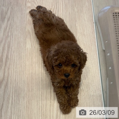 千葉県のトイプードル(トイ) (ペットプラス 幕張新都心店/2026年1月1日生まれ/男の子/レッド)の子犬の3枚目の画像