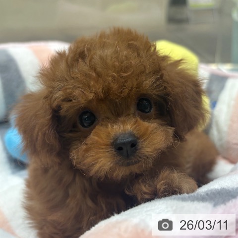 埼玉県のトイプードル(トイ) (ペットプラス ららぽーと富士見店/2026年1月1日生まれ/女の子/レッド)の子犬の3枚目の画像