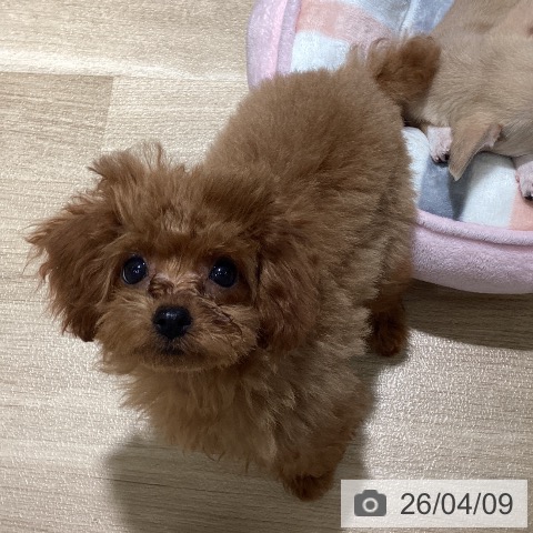 埼玉県のトイプードル(トイ) (ペットプラス イオンモール春日部店/2026年1月1日生まれ/女の子/レッド)の子犬の3枚目の画像