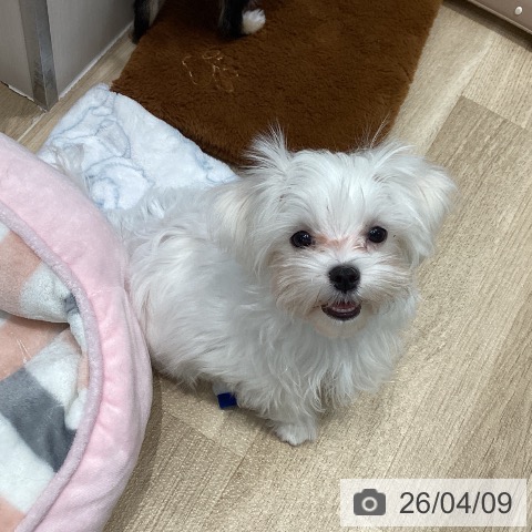 千葉県のマルチーズ (ペットプラス 木更津店/2025年12月30日生まれ/女の子/ホワイト)の子犬の3枚目の画像