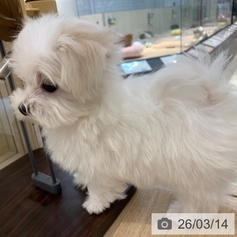 東京都のマルチーズ (ペットプラス アクアシティお台場店/2025年12月31日生まれ/男の子/ホワイト)の子犬の4枚目の画像