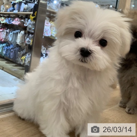 東京都のマルチーズ (ペットプラス アクアシティお台場店/2025年12月31日生まれ/男の子/ホワイト)の子犬の3枚目の画像