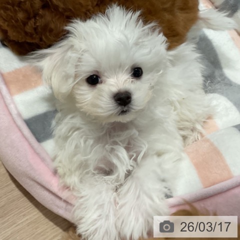 埼玉県のマルチーズ (ペットプラス コクーンシティ店/2025年12月31日生まれ/女の子/ホワイト)の子犬の3枚目の画像