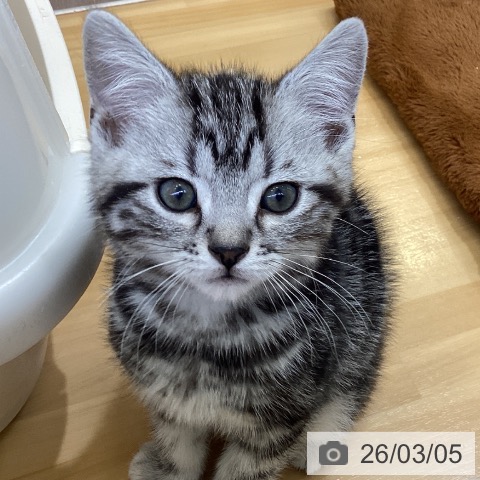 アメリカンショートヘアの写真