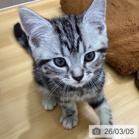 アメリカンショートヘアの写真