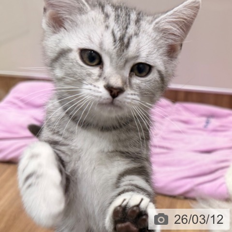 岡山県のアメリカンショートヘアー (ペッツワン 岡山南店/2026年1月2日生まれ/女の子/シルバータビー)の子猫の4枚目の画像