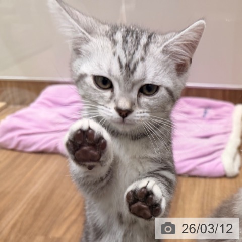 岡山県のアメリカンショートヘアー (ペッツワン 岡山南店/2026年1月2日生まれ/女の子/シルバータビー)の子猫の3枚目の画像