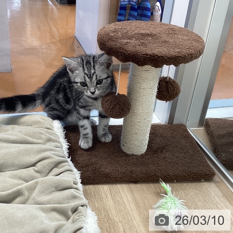 愛媛県のアメリカンショートヘアー (ペットプラス 新居浜店/2026年1月2日生まれ/女の子/シルバータビー)の子猫の4枚目の画像