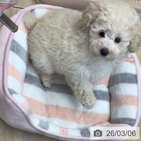 トイ・プードルの写真