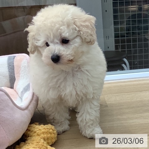 トイ・プードルの写真