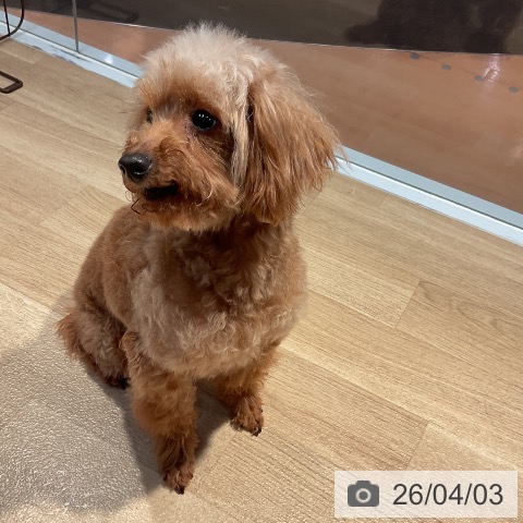トイ・プードルの詳細情報 | PetPlus パートナードッグ&キャット