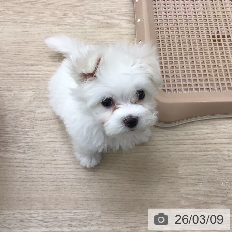 埼玉県のマルチーズ (ペットプラス 八潮店/2026年1月2日生まれ/男の子/ホワイト)の子犬の3枚目の画像