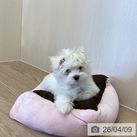 埼玉県のマルチーズ (ペットプラス 八潮店/2026年1月2日生まれ/男の子/ホワイト)の子犬の3枚目の画像