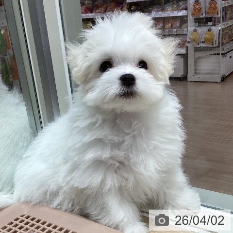 千葉県のマルチーズ (ペットプラス 木更津店/2026年1月2日生まれ/男の子/ホワイト)の子犬の4枚目の画像