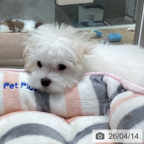 マルチーズの写真