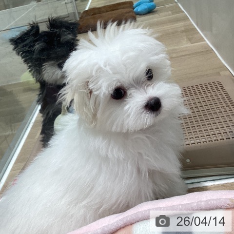 マルチーズの写真