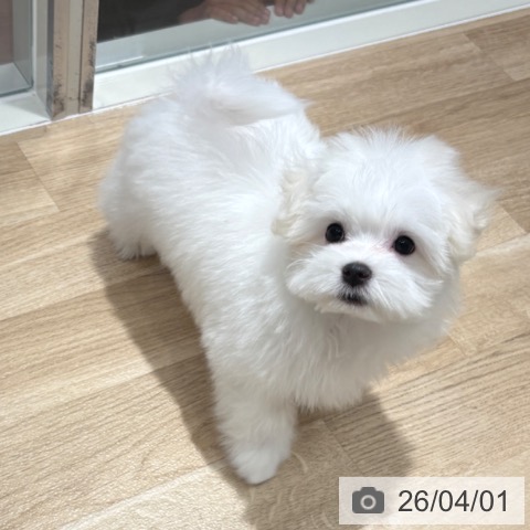 千葉県のマルチーズ (ペットプラス 木更津店/2026年1月2日生まれ/男の子/ホワイト)の子犬の3枚目の画像